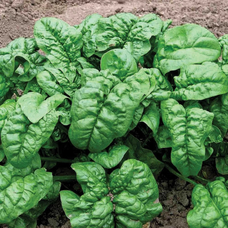 Vigorous Giant Noble spinach plants producing large dark green leaves. HarvestNest Seeds