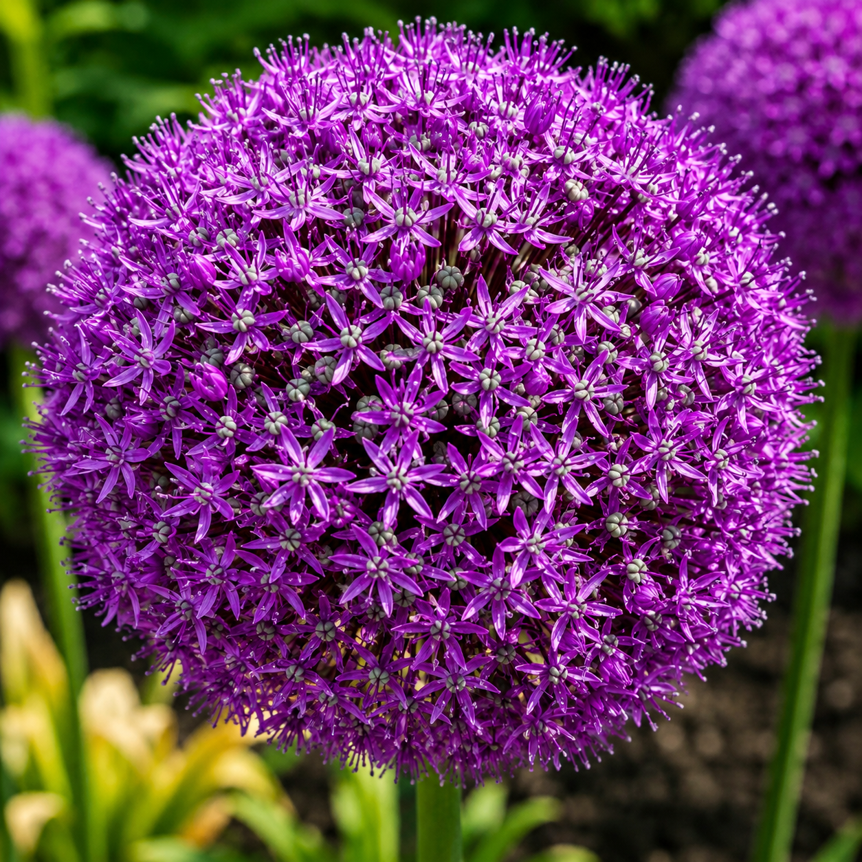 Giant Allium flower with vibrant purple blooms, perfect for ornamental gardens and pollinator-friendly landscapes. HarvestNest Seeds