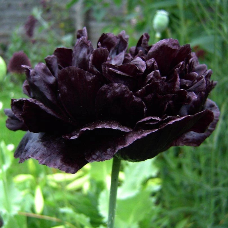 Black Peony Poppy in full bloom with dark, velvety petals. HarvestNest Seeds