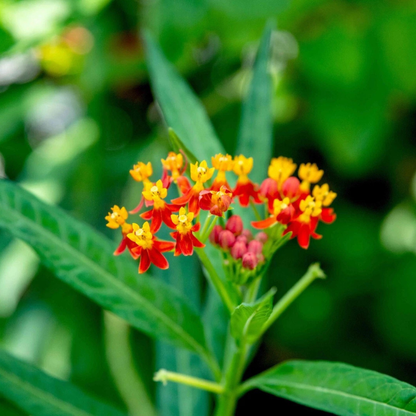 100 Butterfly Weed Seeds – Tropical Milkweed