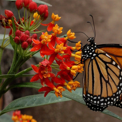 100 Butterfly Weed Seeds – Tropical Milkweed