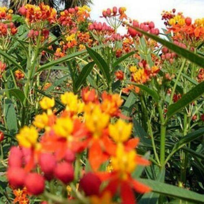 Tropical Milkweed (Butterfly Weed) blooming with vibrant orange and yellow flowers, creating a pollinator-friendly habitat for monarch butterflies and bees. HarvestNest Seeds