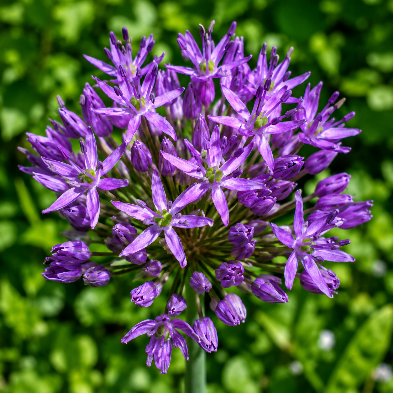 100 Giant Onion Seeds – Allium giganteum