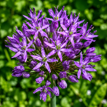 100 Giant Onion Seeds – Allium giganteum