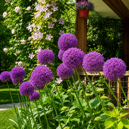 Giant purple Allium flowers blooming in a lush garden, perfect for dramatic borders and pollinator-friendly landscapes. HarvestNest Seeds