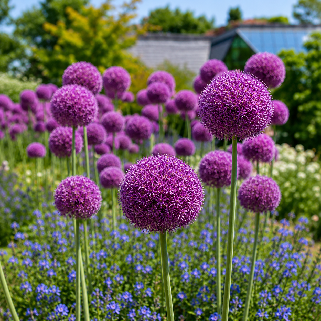 100 Giant Onion Seeds – Allium giganteum