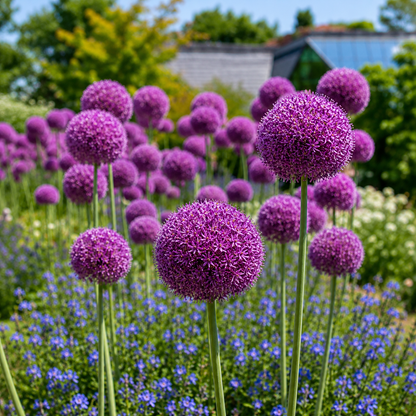 100 Giant Onion Seeds – Allium giganteum