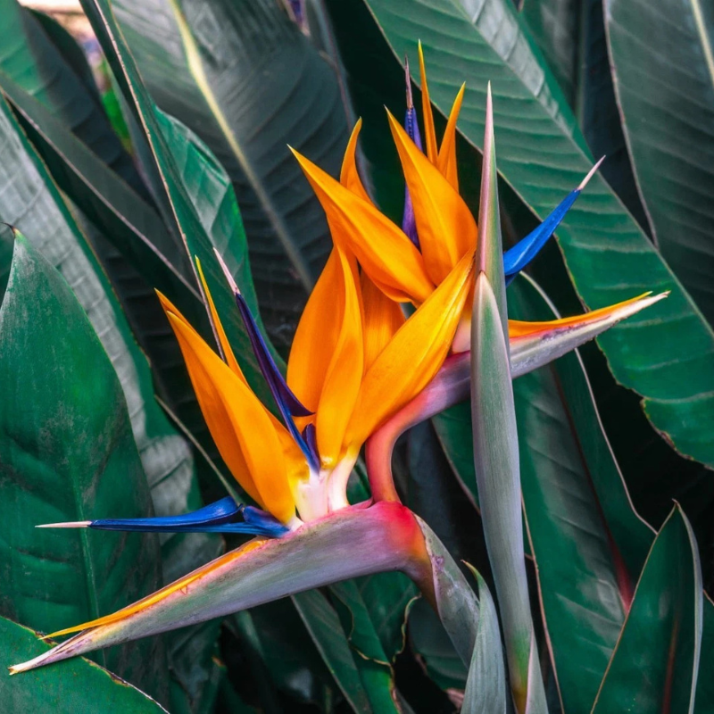 Vibrant Bird of Paradise flowers with bold orange and blue petals. HarvestNest Seeds
