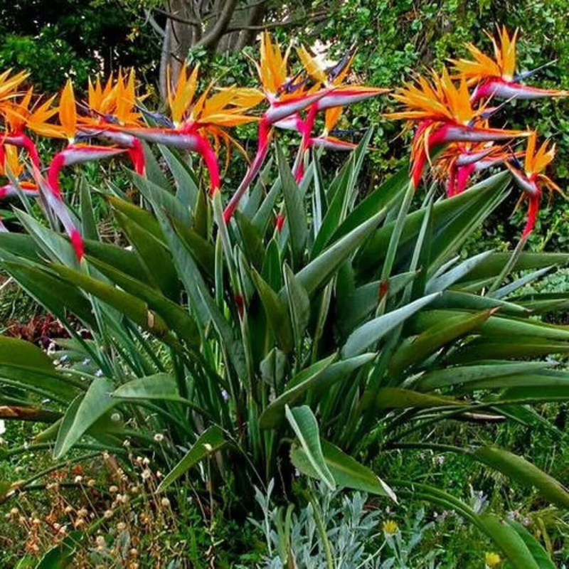 Bright, tropical Bird of Paradise flowers with vibrant orange and blue petals. HarvestNest Seeds