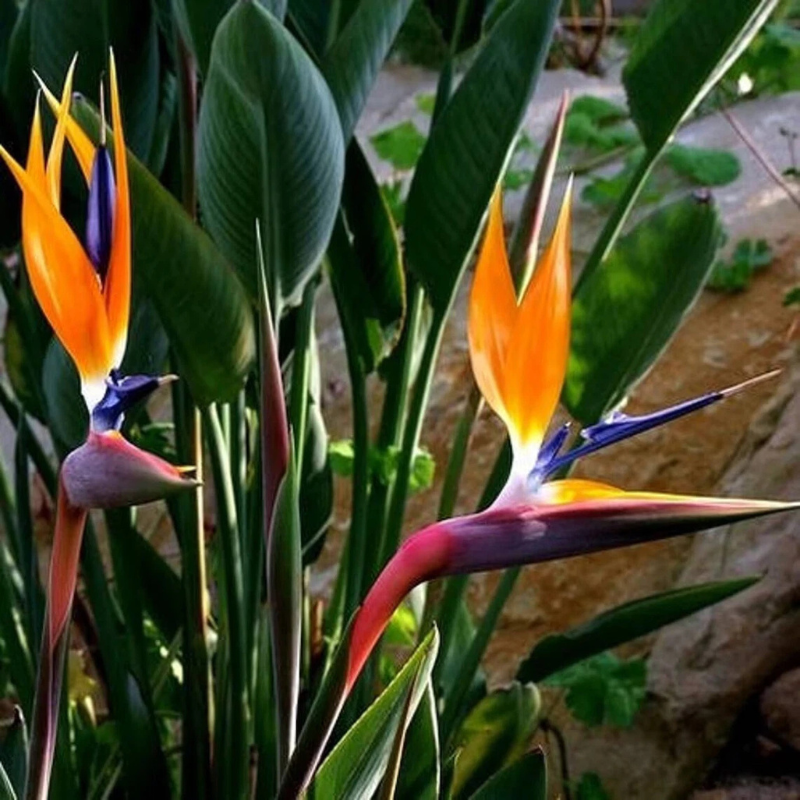 10 Bird of Paradise Flower Seeds