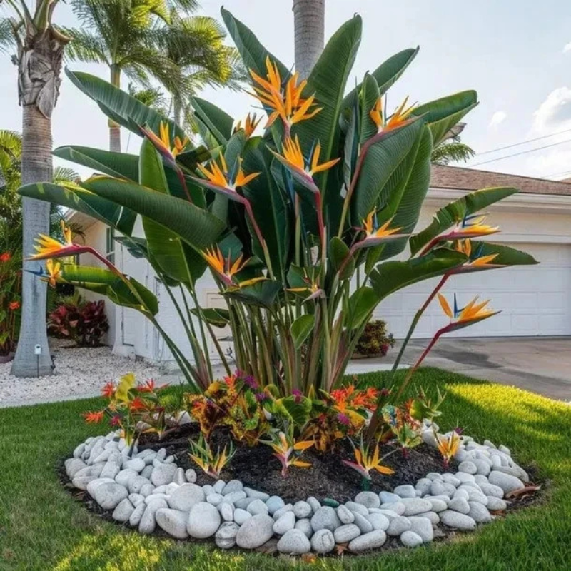 10 Bird of Paradise Flower Seeds