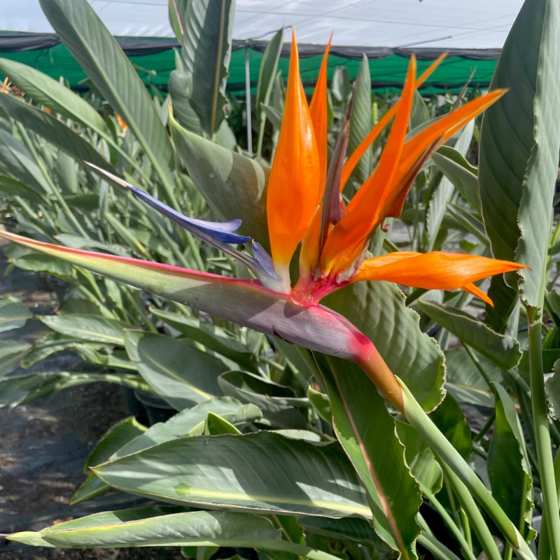 10 Bird of Paradise Flower Seeds