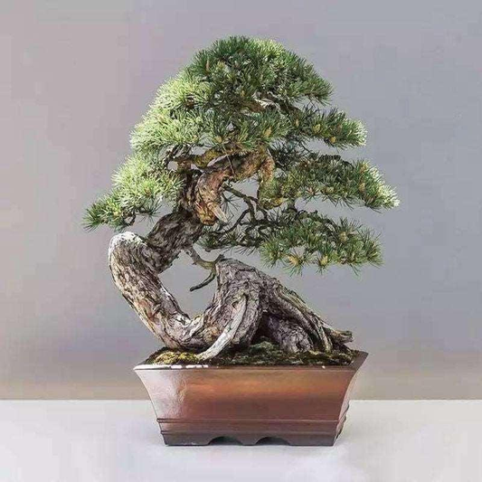 Elegant miniature bonsai juniper with twisted trunk in decorative pot. HarvestNest Seeds
