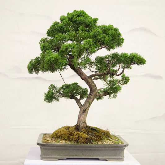 Fresh and vibrant bonsai juniper tree in a decorative pot, perfect for home or office décor. HarvestNest Seeds