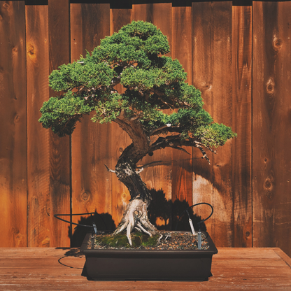 10 Bonsai Juniper Tree Seeds