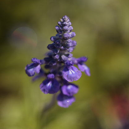 Bugleweed (Ajuga reptans) with vibrant purple flower spikes, perfect for ground cover, shade gardens, and pollinator-friendly landscapes. HarvestNest Seeds