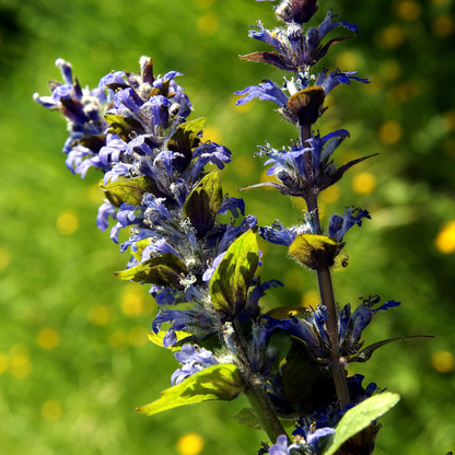 10 Bugleweed Seeds – Ajuga reptans