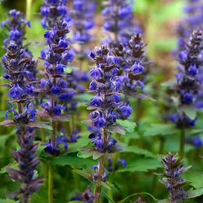 10 Bugleweed Seeds – Ajuga reptans