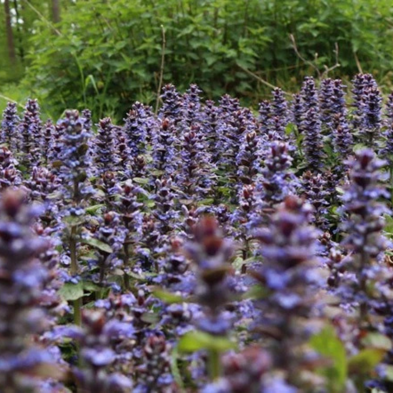 10 Bugleweed Seeds – Ajuga reptans