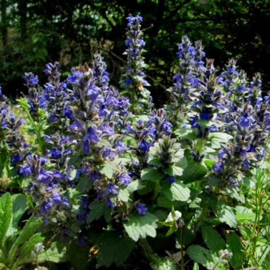 10 Bugleweed Seeds – Ajuga reptans
