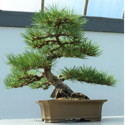 10 Cedrus Deodara Bonsai Seeds