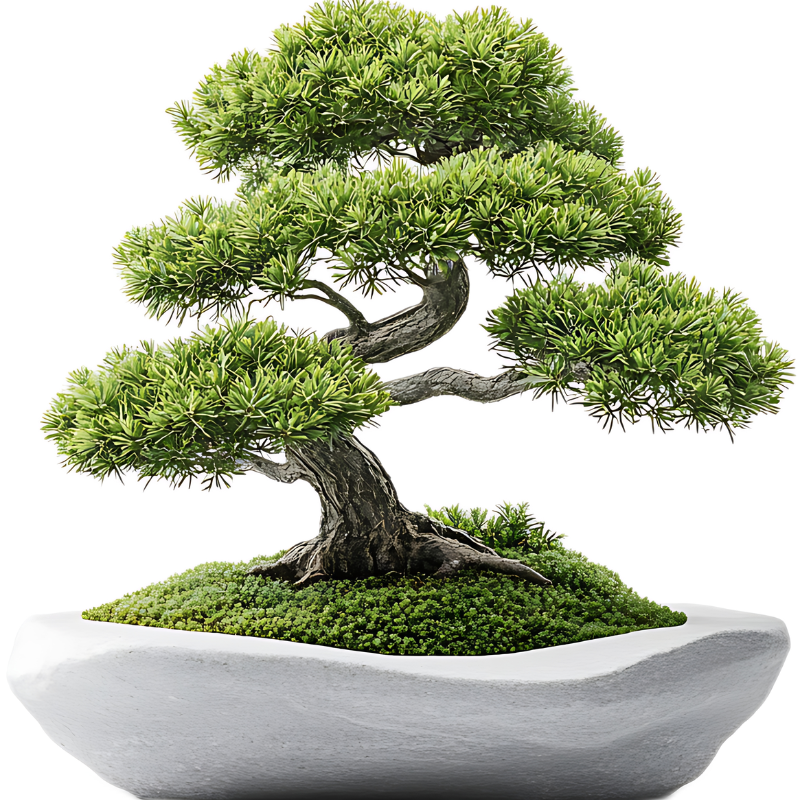 10 Cedrus Deodara Bonsai Seeds