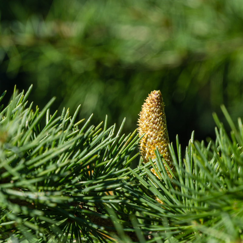 Vibrant Cedrus Deodara Bonsai with fresh pine cone emerging. HarvestNest Seeds