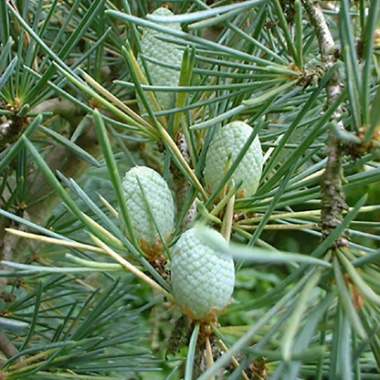 10 Cedrus Deodara Bonsai Seeds