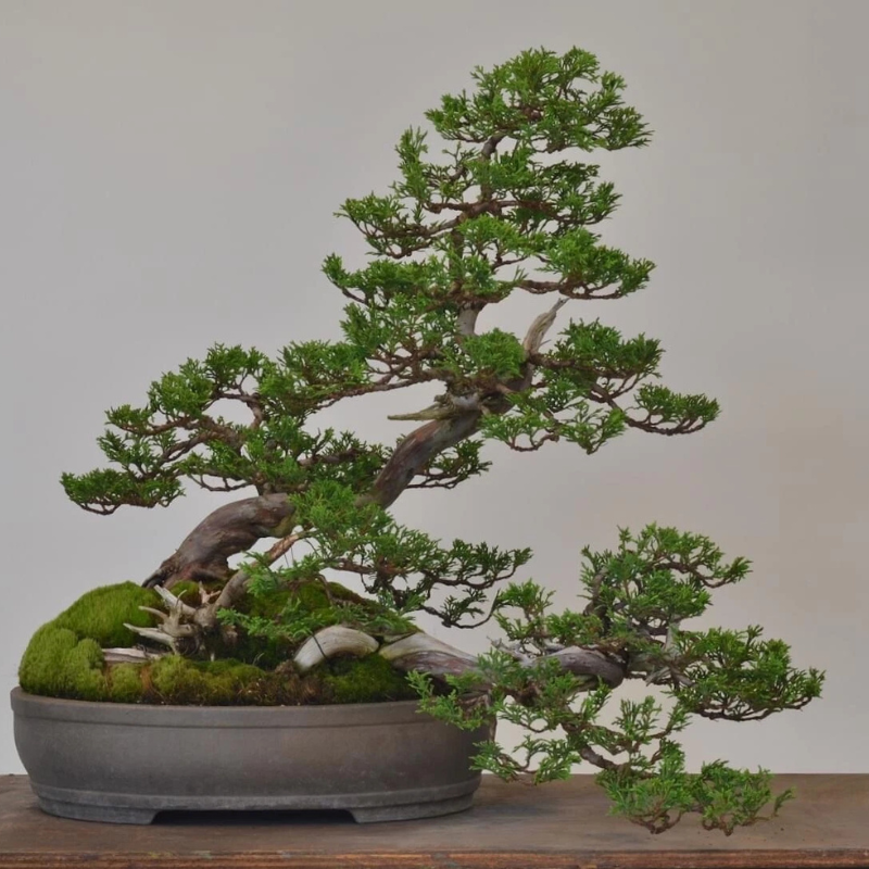 Vibrant Cedrus Deodara Bonsai with lush green foliage in a decorative pot. HarvestNest Seeds