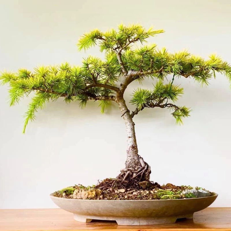 10 Cedrus Deodara Bonsai Seeds