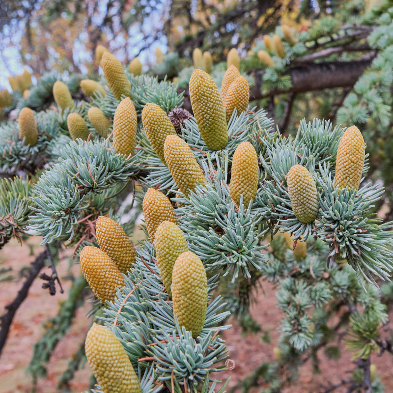 10 Cedrus Deodara Bonsai Seeds
