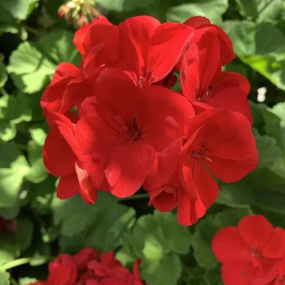 Bright red double geranium blooms, perfect for vibrant garden color and container planting. HarvestNest Seeds