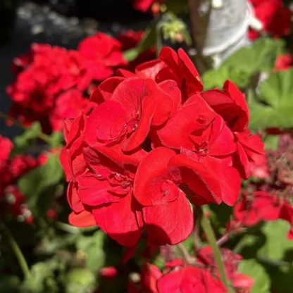 10 Double Red Geranium Seeds