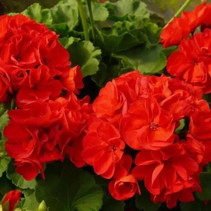 10 Double Red Geranium Seeds