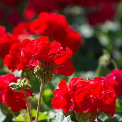 10 Double Red Geranium Seeds
