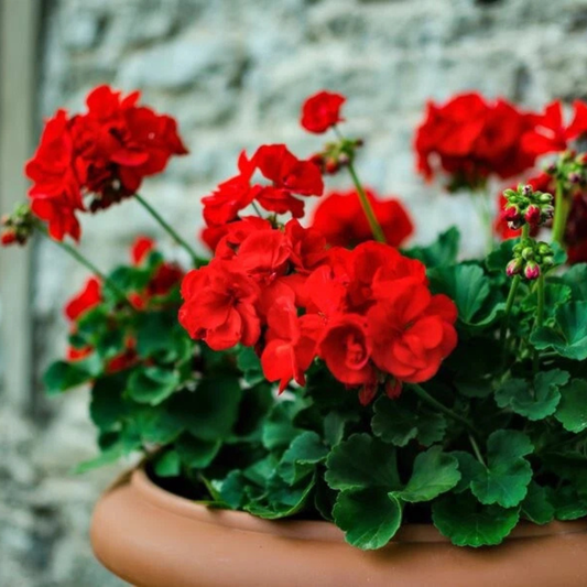 Vibrant double red geraniums blooming in a terracotta pot, perfect for garden color and container planting. HarvestNest Seeds