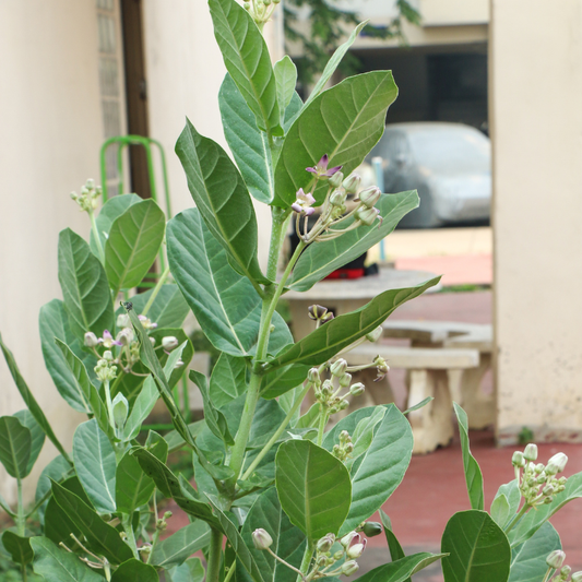 Giant Milkweed (Calotropis gigantea) plant with silvery-green foliage and developing flower clusters, valued for attracting butterflies and supporting pollinator habitats. HarvestNest Seeds