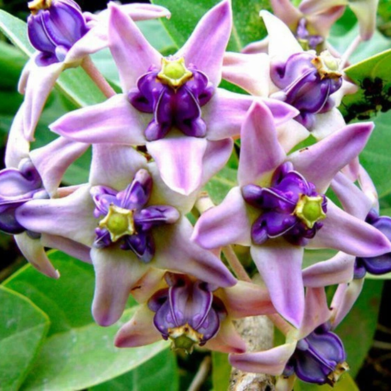 Giant Milkweed (Calotropis gigantea) featuring unique lavender-purple star-shaped flowers, prized for attracting butterflies and supporting pollinator gardens. HarvestNest Seeds