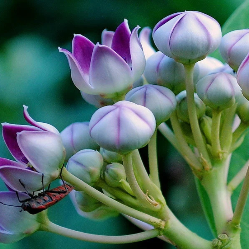 10 Giant Milkweed Seeds – Calotropis gigantea