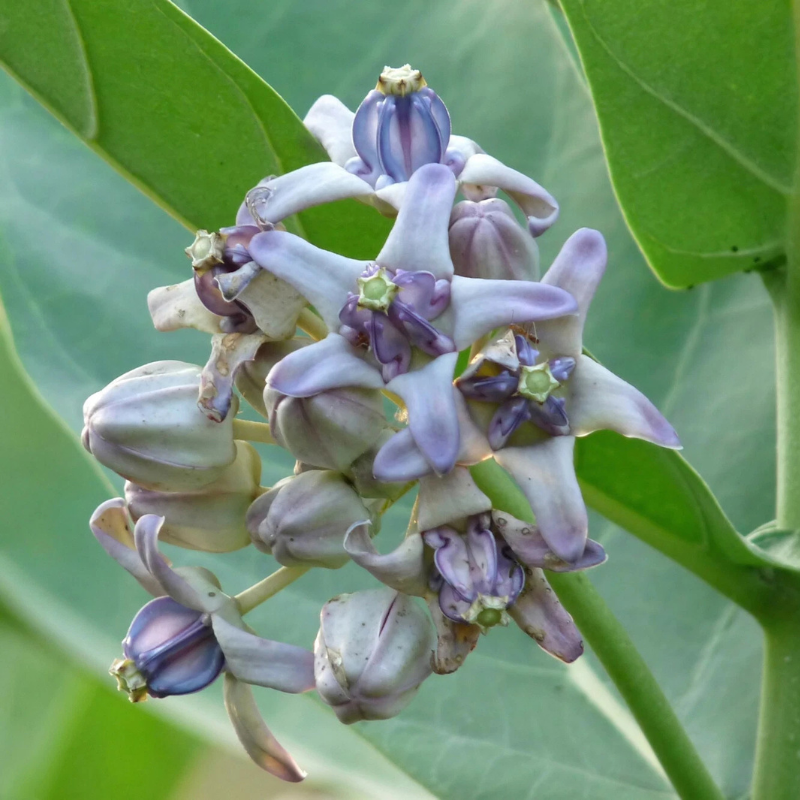 10 Giant Milkweed Seeds – Calotropis gigantea