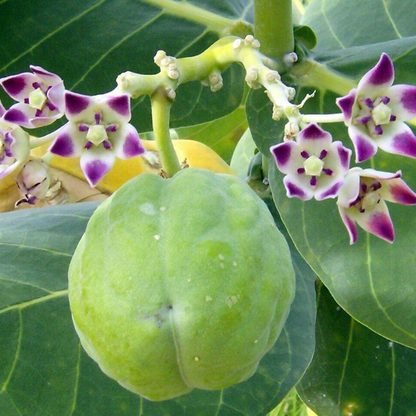 10 Giant Milkweed Seeds – Calotropis gigantea