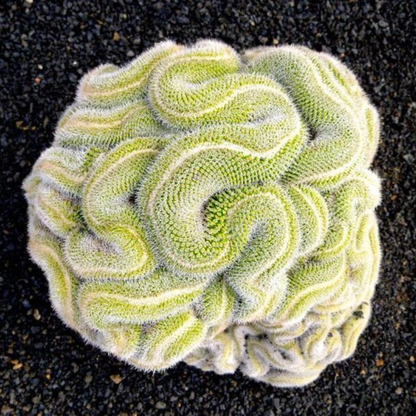 Green brain cactus with intricate spiraling ridges, unique succulent design. HarvestNest Seeds