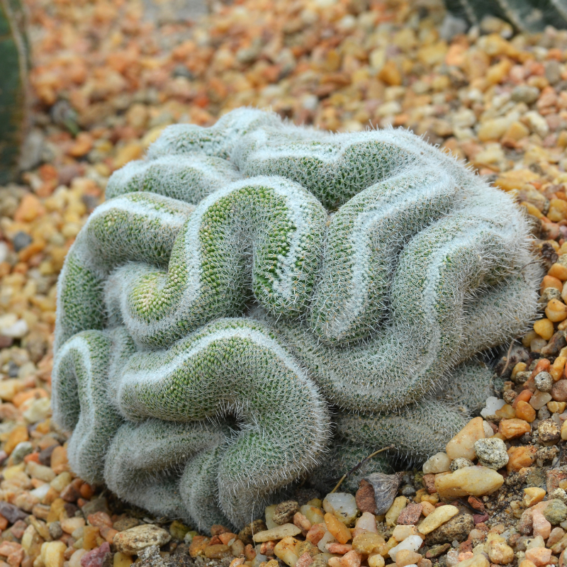 10 Green Brain Cactus Seeds