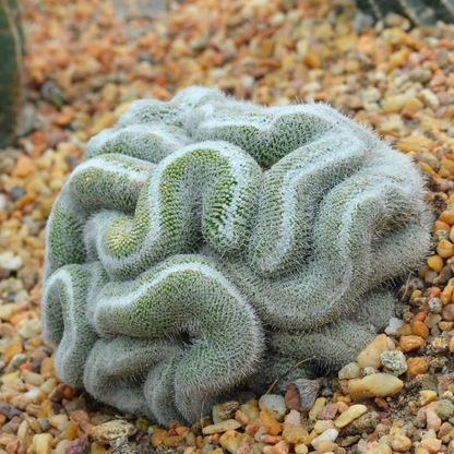 10 Green Brain Cactus Seeds