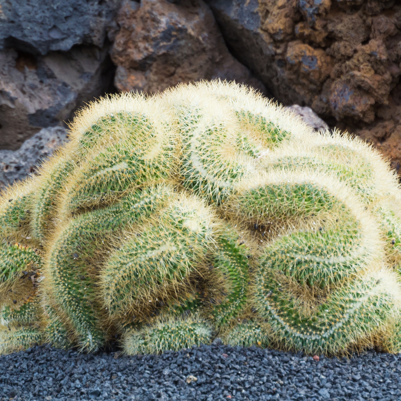 Vibrant green brain cactus with intricate spiral patterns, perfect for succulent collections. HarvestNest Seeds