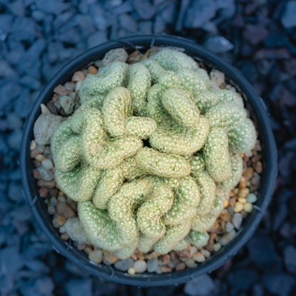 10 Green Brain Cactus Seeds