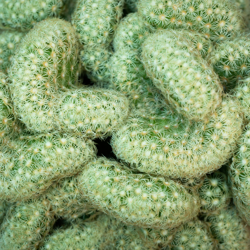 10 Green Brain Cactus Seeds