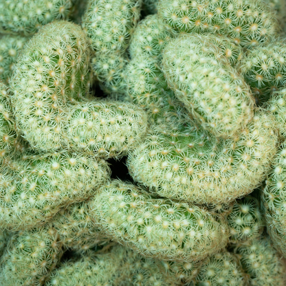 10 Green Brain Cactus Seeds