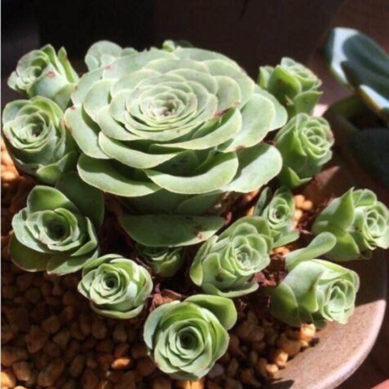 Greenovia succulent rosette in pot. HarvestNest Seeds
