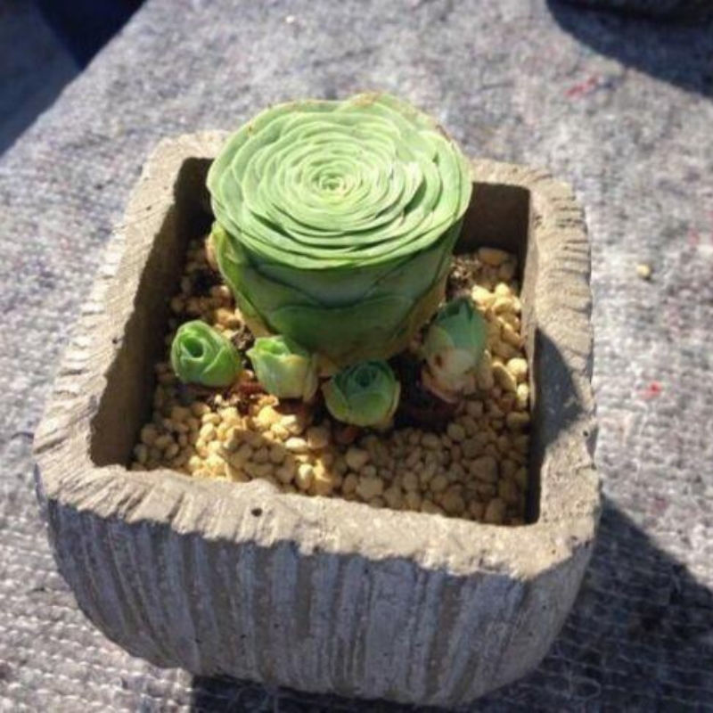 Greenovia succulent rosette in a small pot, perfect for indoor gardening. HarvestNest Seeds